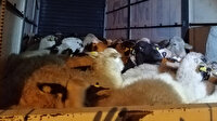 İzmir'de çalınan 80 küçükbaş hayvan Bursa'da bulundu