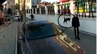 Ağaçtaki kedi çocuğun üzerine atladı