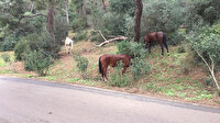 Büyükada'da ormanlık alanda başıboş atlar görüntülendi