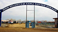 Iğdır’da 'şap hastalığı' paniği: Canlı Hayvan Borsası kapatıldı