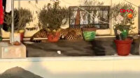 Hindistan’da evin çatısında uyuyan leopar paniğe neden oldu