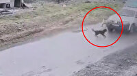 Belediye çalışanının köpeği ezdiği anlar kamerada