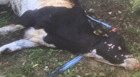 Yanmaktan son anda kurtarıldılar: İneklerin yangınla imtihanı