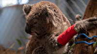 Avustralya'da okaliptüs ağaçların dozerlerle yıkılması sonucu onlarca koala öldü