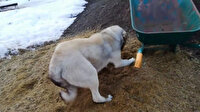 Anne köpek yavrusunu kendi patileri ile kazdığı toprağa gömdü
