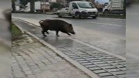 Şehre inen domuz trafiği birbirine kattı