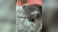 Öksüz koala, oyuncak ayıyı annesi zannetti