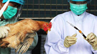 Kuş gribi salgını yine hortladı: Çekya'da 130 bin tavuk itlaf ediliyor