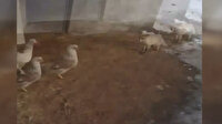 'Bu tavuklar vallahi bizim'