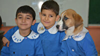 Yavru köpek 'Fındık' okulun maskotu oldu
