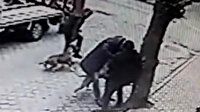 Ağaca bağlı Rus finosuna 2 pitbull saldırdı