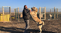 Köpekleri için evini satan sevgisi yüzünden sattı