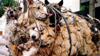 Çinli yemek şirketi saçmaladı: Koronavirüse karşı insanları köpek eti yemeye çağırdı