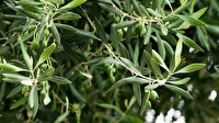 Zeytin yaprağı çayındaki mucize: Virüs türlerine karşı vücudun direncini koruyor