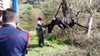 Çamura saplanan inek vinçle kurtarıldı