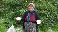 Narenciye bahçelerini dolu vurdu