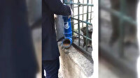 Ülkü Ocakları sokak hayvanlarına sahip çıktı