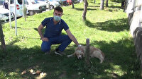 Ambulansı takip ederek hastaneye kadar gelen köpek 5 gündür koronavirüs tedavisi gören sahibini bekliyor