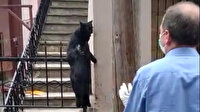 Karnına demir korkuluk saplanan kedi kurtarıldı