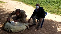 Jandarma ekipleri gönülleri fethetmeye devam ediyor: Yalnız yaşayan yaşlı adamın koyunlarını kırktılar