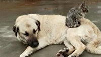 Köpek ve kedinin kıskandıran dostluğu