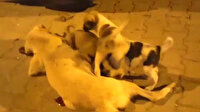 Vahşice öldürülen annelerini emmeye çalışan yavru köpekler duygulandırdı