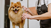 Pomeranian Bakımı ve Özellikleri