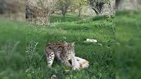 Kediyi kapan vaşak vatandaşlara rağmen gözlerden kayboldu