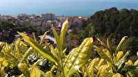 Rize'de 6 bin 900 TL maaşla 2 bin çay işçisi arıyorlar