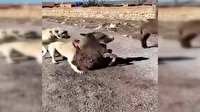 Çoban köpeklerini eşek yavrusuna saldırtan şüpheli yakalandı