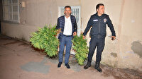 Cinayet ihbarına giden polis evde saksılarda uyuşturucu yetiştirildiğini gördü