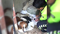Yağmurda ıslanan köpek ve yavrularına polis şefkati