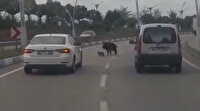 Karayoluna inen anne domuzun yavrularını koruma çabası