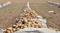 Patates ithalatına gözetim kararı