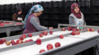 Elmada sevindiren izin: 210 milyon dolarlık pazara mal satılacak