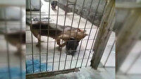 Sıkıştığı yerden kurtarılan yavru köpeğin annesiyle buluşma anı duygulandırdı