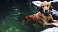 Sıcak havadan bunalan köpek soluğu havuzda aldı