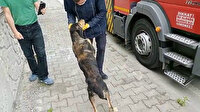 Uçuruma düşen köpek kendisini kurtaran itfaiye çalışanının peşini bırakmadı