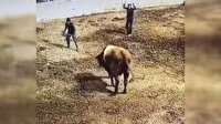 Kızgın boğa önce aracı itti sonra sahiplerini kovaladı