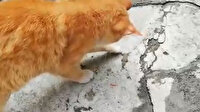 Kedinin kertenkeleyle oyunu