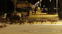 Marmaris’te domuzlar sahile indi, yiyecek aradı