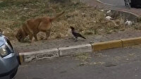 Pendik'te bir karganın iki köpekle gülümseten mücadelesi kamerada