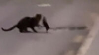 Sokak ortasında kedi ile farenin kavgası kamerada