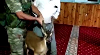 Dağ keçisi camiye girdi: Hatıra fotoğrafı çektiler