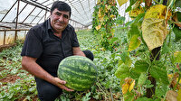 10 yıldır kekik aromalı karpuz üretiyor: 30-40 yıl önceki tadı veriyor