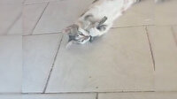 Haylaz kedi yakaladığı kırlangıcı kaçırınca çılgına döndü