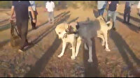 İstanbul'da dehşet: Köpekleri acımasızca dövüştürüp kameraya kaydettiler