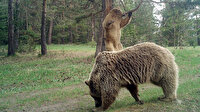 Karadeniz’de korkutan gelişme: Sayıları artan ayılar çevreye zarar vermeye başladı
