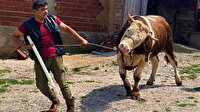 Eskişehir'de otomobil fiyatına kurbanlık: Bir ton 90 kilo ağırlığındaki tosun için 30 bin lira istiyor
