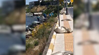 Küçükçekmece Gölü'nde kıyıya vuran binlerce ölü balık toplanıyor